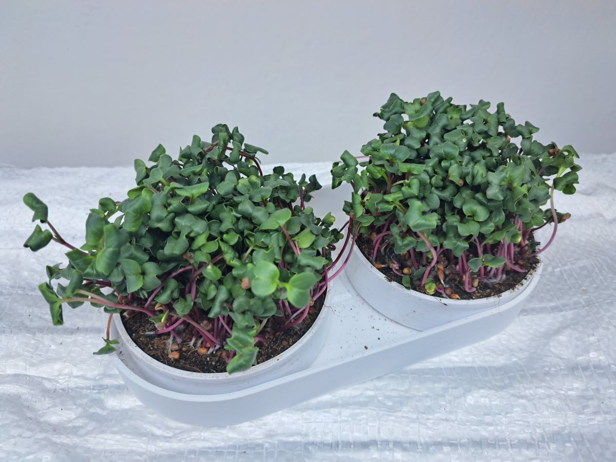 pestebni sada microgreens pohled zhora